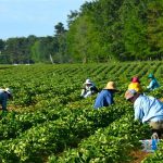 Work For Foreigners In Canada – Farm Labourer | Apply Now Closes Soon