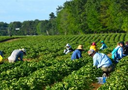 Work For Foreigners In Canada – Farm Labourer | Apply Now Closes Soon