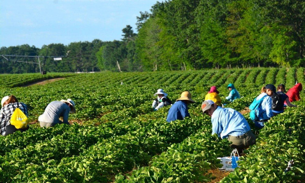 Work For Foreigners In Canada – Farm Labourer | Apply Now Closes Soon