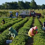 Employment Opportunities In Canada For Foreigners with Free Visa Sponsorship – General Farm Labourer