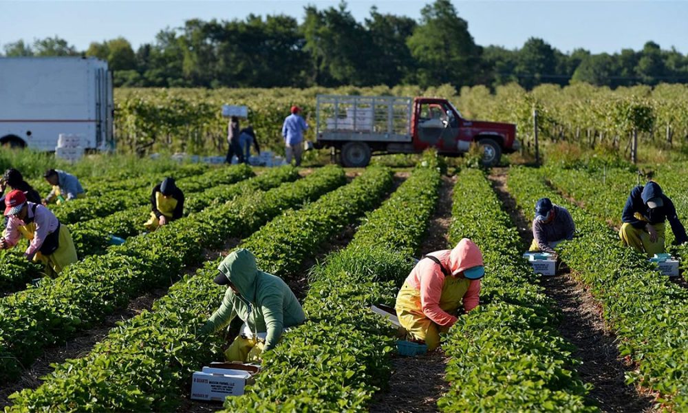 Employment Opportunities In Canada For Foreigners with Free Visa Sponsorship – General Farm Labourer