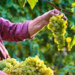 Work For Foreigners In Canada With Free Visa Sponsorship – Vineyard Worker