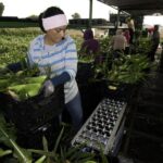 Work For Foreigners In Canada With Free Visa Sponsorship – Farm Labourer