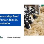 Visa Sponsorship Beef Farm Worker Jobs in Australia 2024