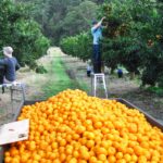 Jobs Openings For Foreigners With Free Visa Sponsorship Jobs In Canada – Fruit Farm Worker