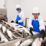 Career Jobs In Canada With Visa Sponsorship – Fish Plant Worker