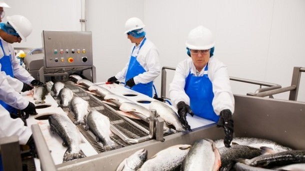 Career Jobs In Canada With Visa Sponsorship – Fish Plant Worker