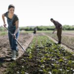 Job In Canada For Foreigners With Visa Sponsorship – General Farm Labourer | Oliver, British Columbia