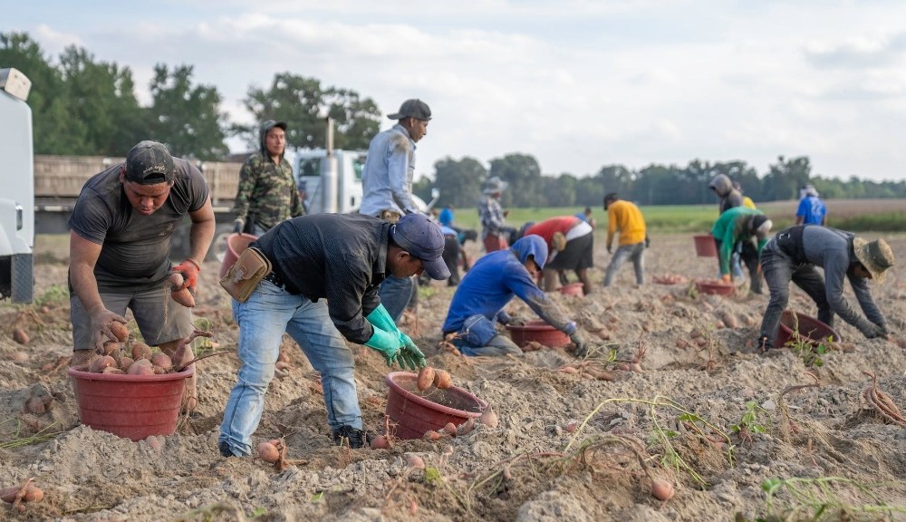 LMIA Approved: Foreigners Needed For Farm Labourer Job – Langley, British Columbia