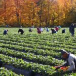 T&S Mankatala Farm Is Urgently Hiring Multiple Foreigners For Farm Worker Job – Abbotsford, BC