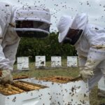 Get Hired In Canada – Apiary Worker